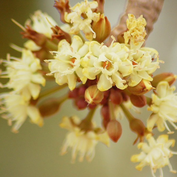 Shea Blossom - Diffuser Fragrance